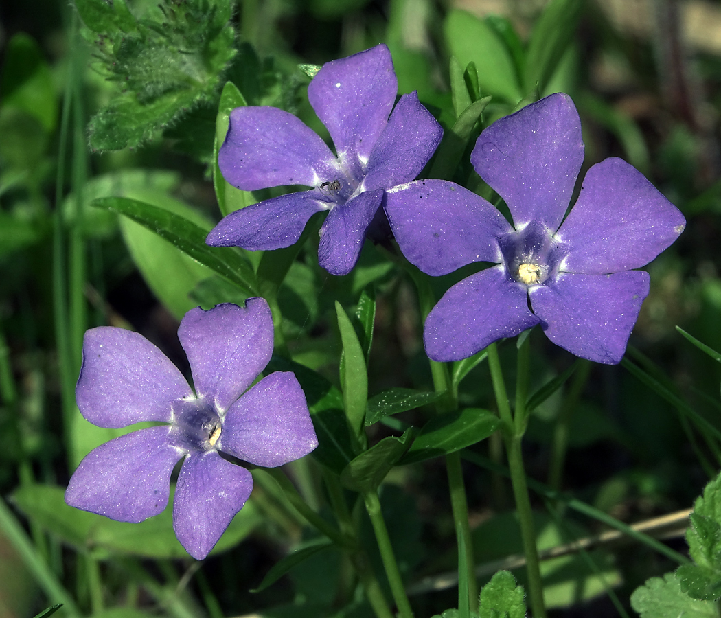 Image of Vinca minor specimen.