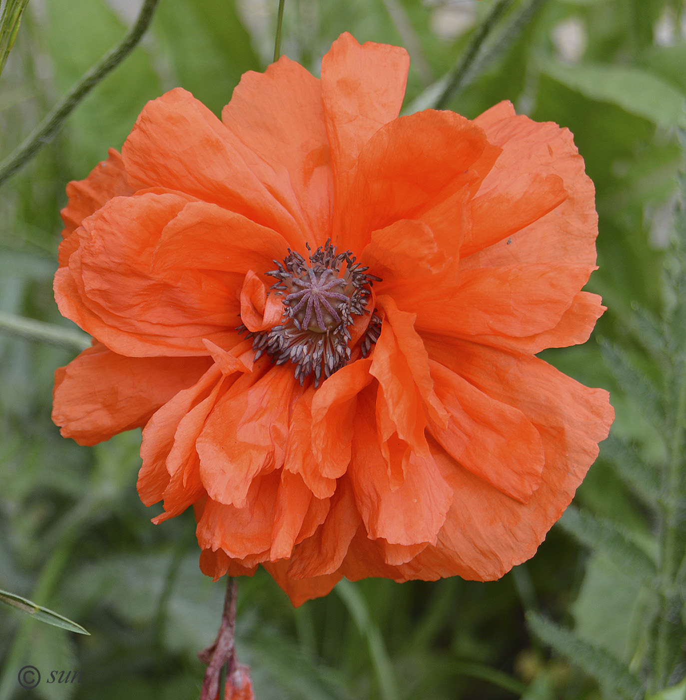 Image of Papaver orientale specimen.