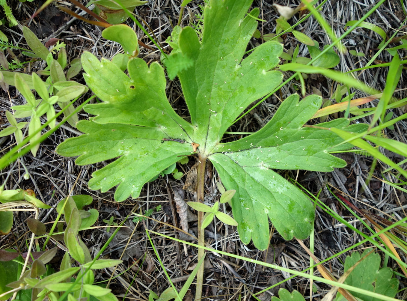 Image of Aconitum crassifolium specimen.