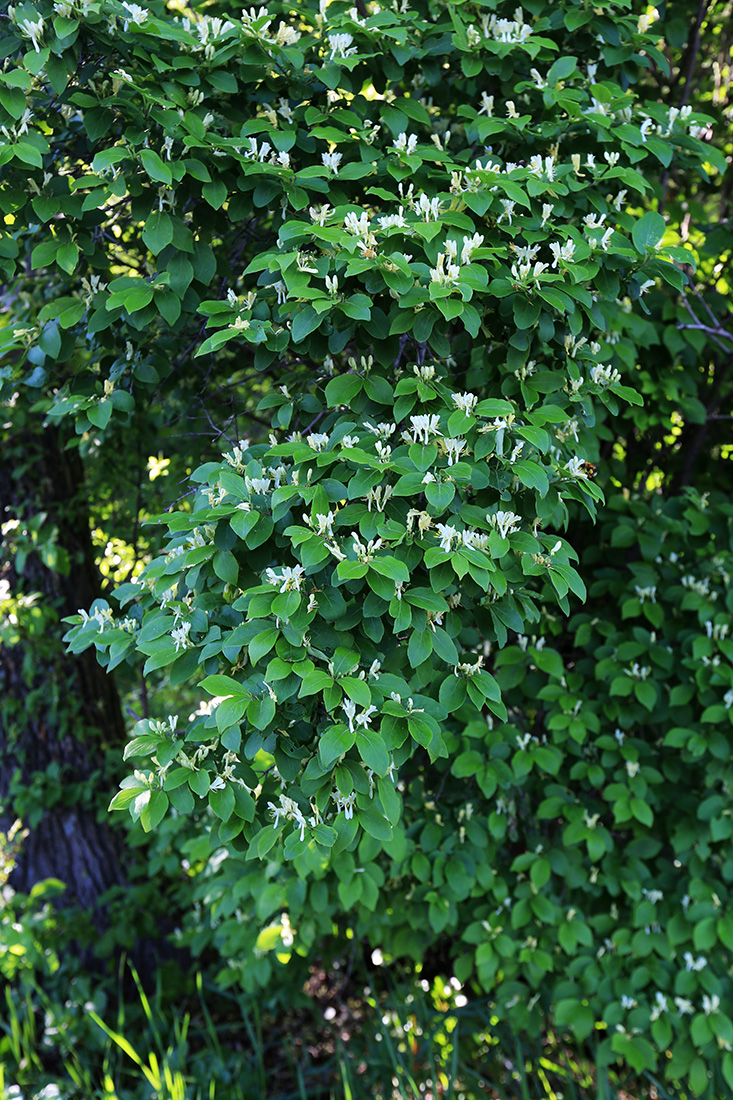 Image of Lonicera ruprechtiana specimen.