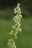 Rumex acetosa. Часть соцветия. Ленинградская обл., Лужский р-н, пойма р. Луга у дер. Кемка. 10.06.2010.