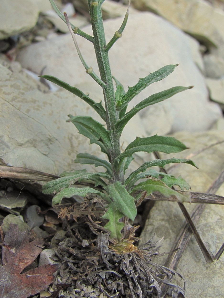 Image of Erysimum callicarpum specimen.