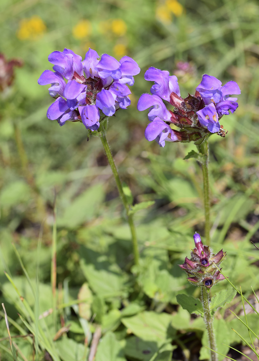 Image of Prunella grandiflora specimen.