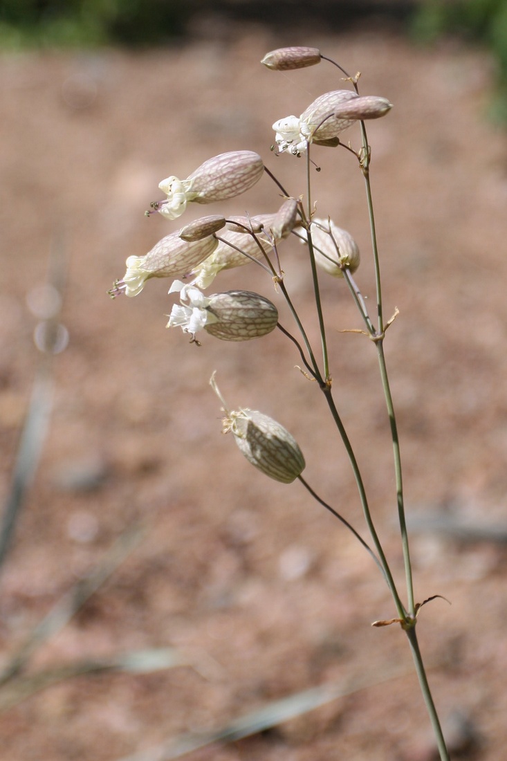 Image of Oberna littoralis specimen.