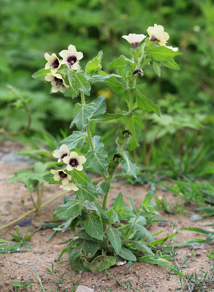 Изображение особи Hyoscyamus niger.