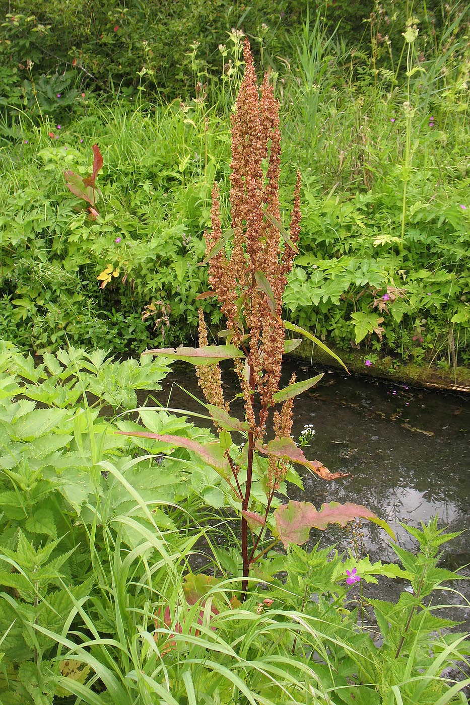 Изображение особи Rumex aquaticus.