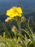 Helianthemum buschii. Верхушка побега с соцветием. Краснодарский край, Апшеронский р-н, гора Черногор, платообразная вершина, ≈ 1750 м н.у.м., карст. 27.06.2020.