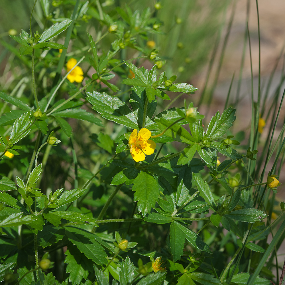 Image of Potentilla erecta specimen.