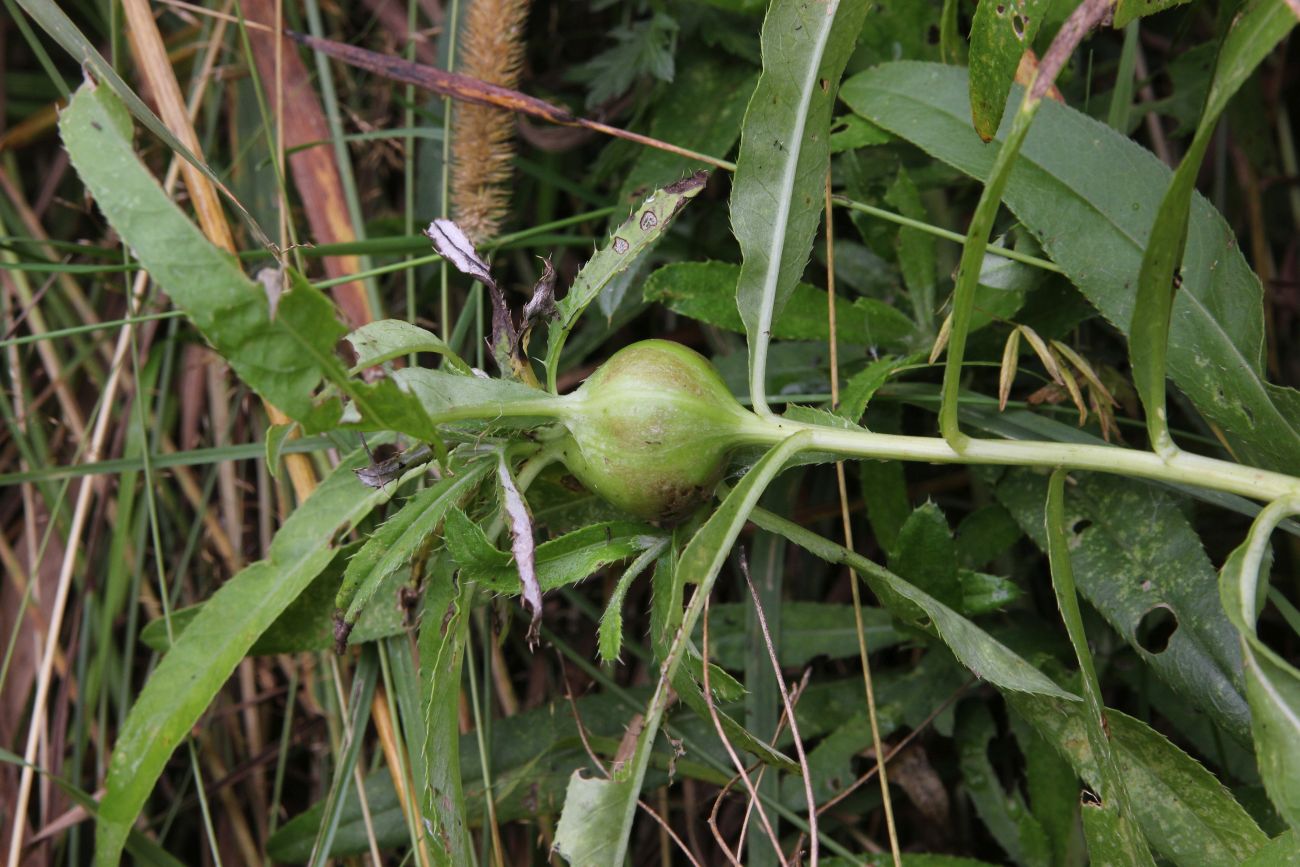 Изображение особи Cirsium setosum.