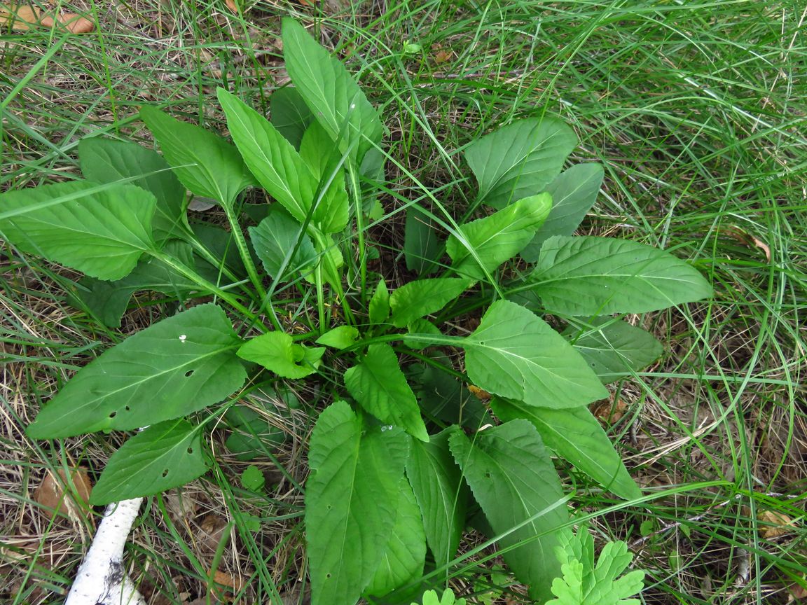 Изображение особи Viola jeniseensis.