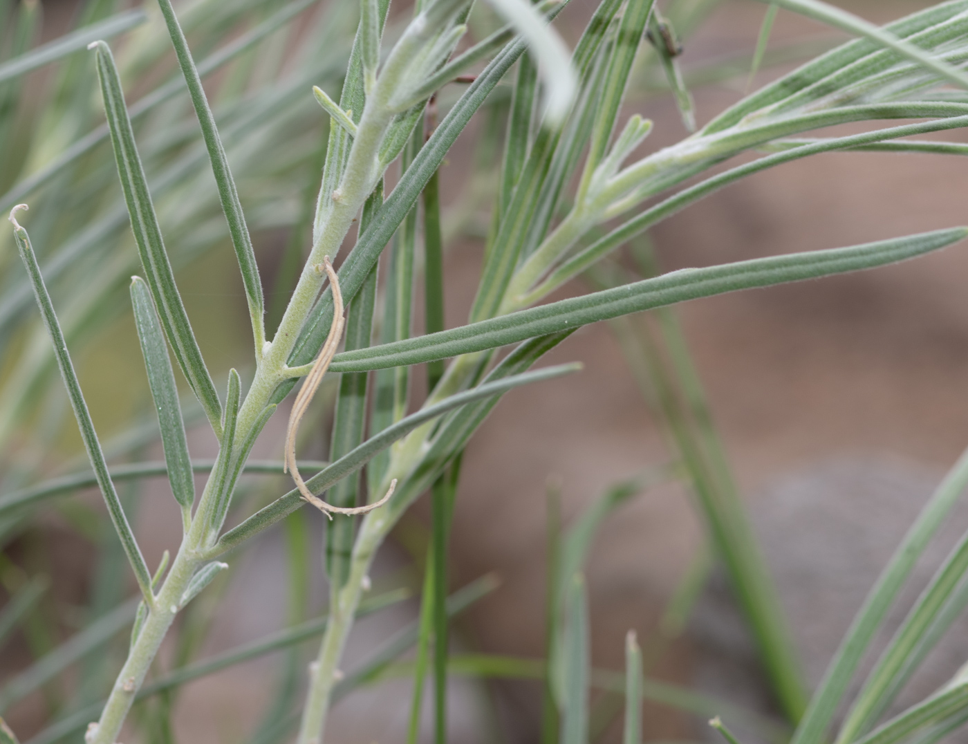 Изображение особи Gomphocarpus tomentosus.