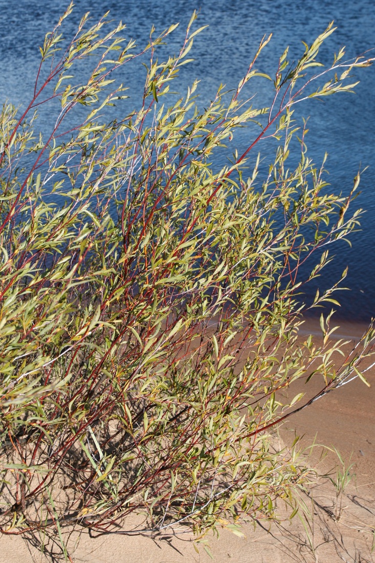 Image of Salix acutifolia specimen.