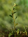 Polygonum aviculare