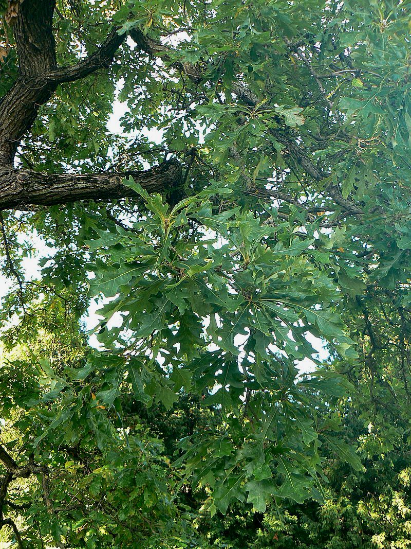 Image of Quercus alba specimen.