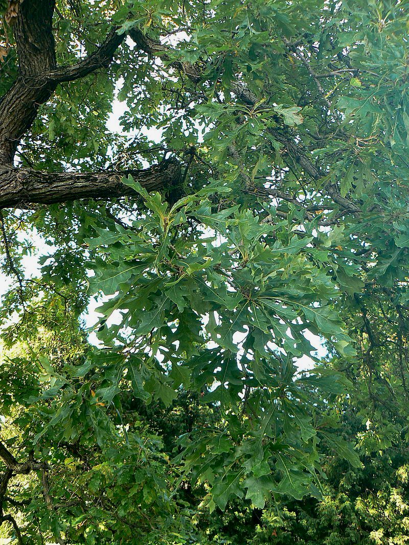 Изображение особи Quercus alba.