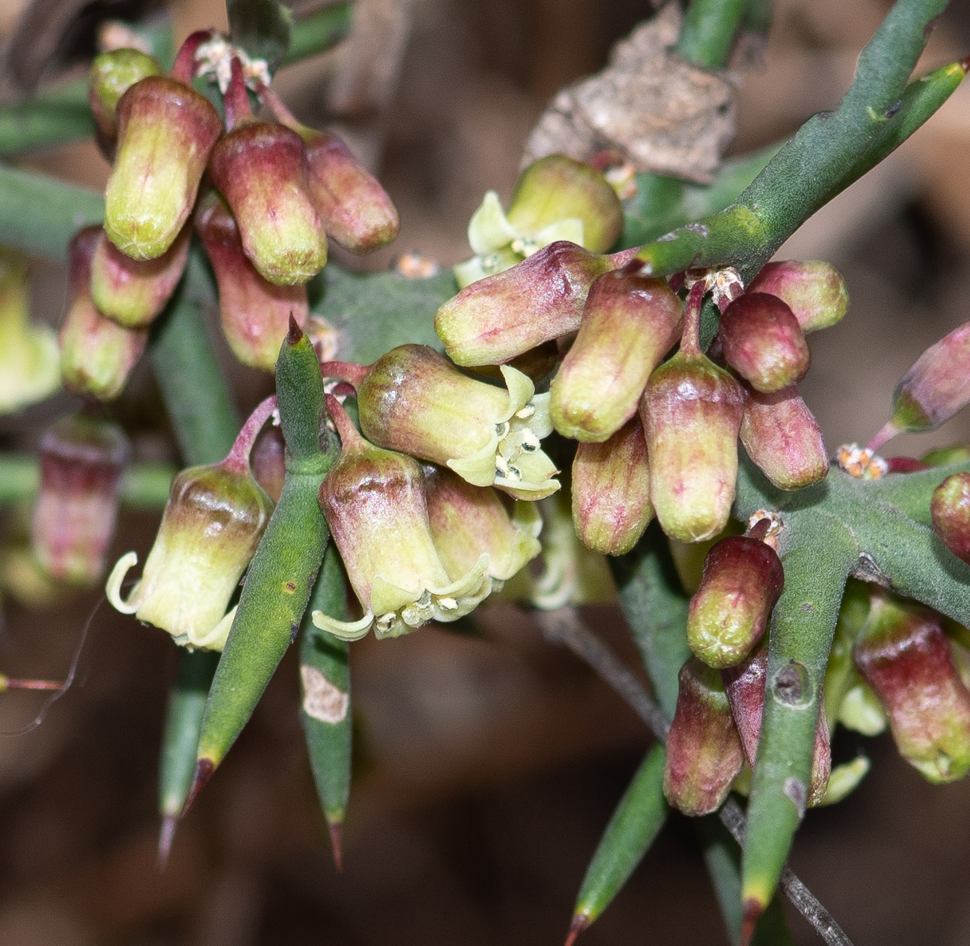 Изображение особи Colletia spinosissima.