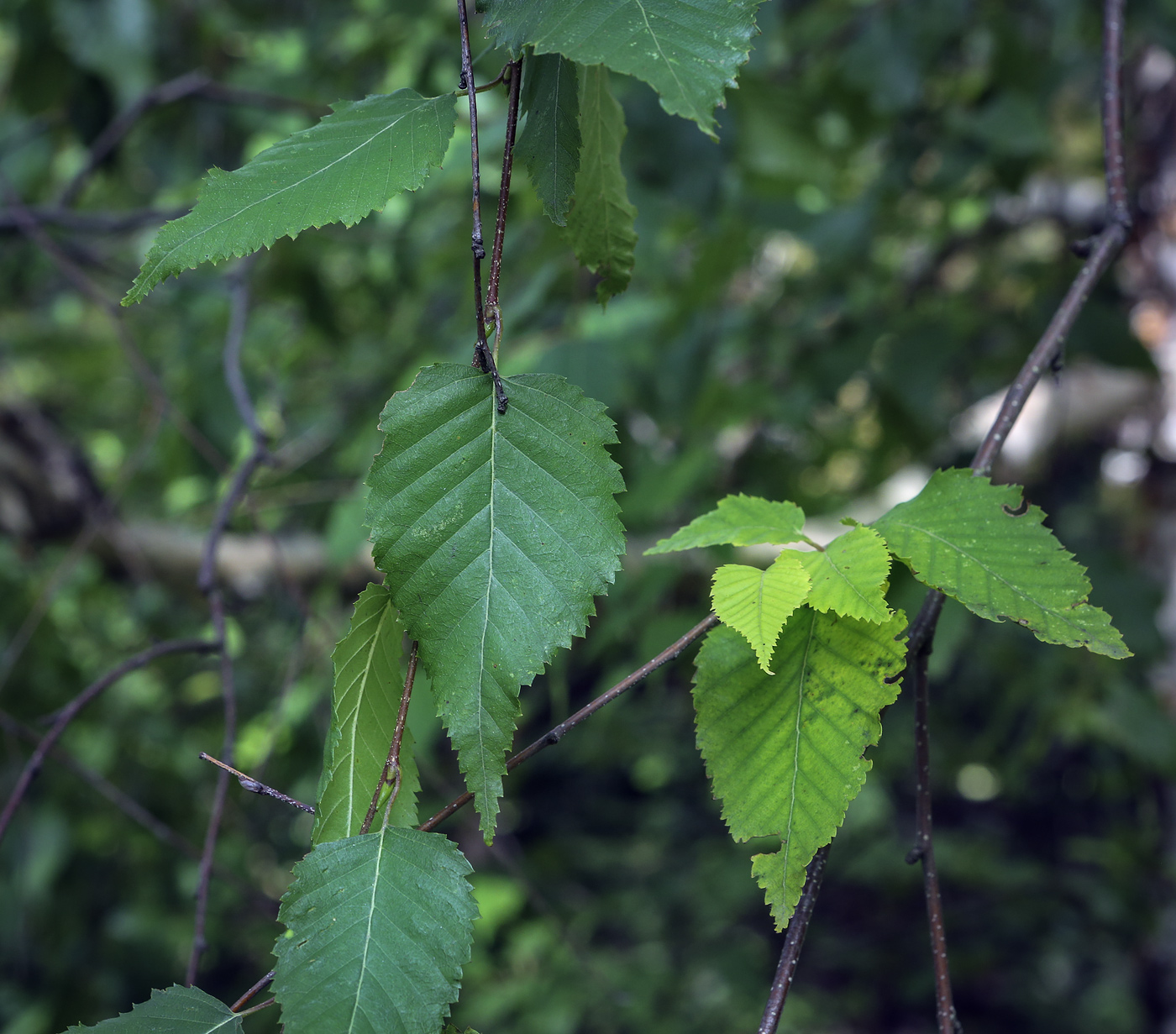 Image of Betula costata specimen.