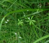 Galium uliginosum