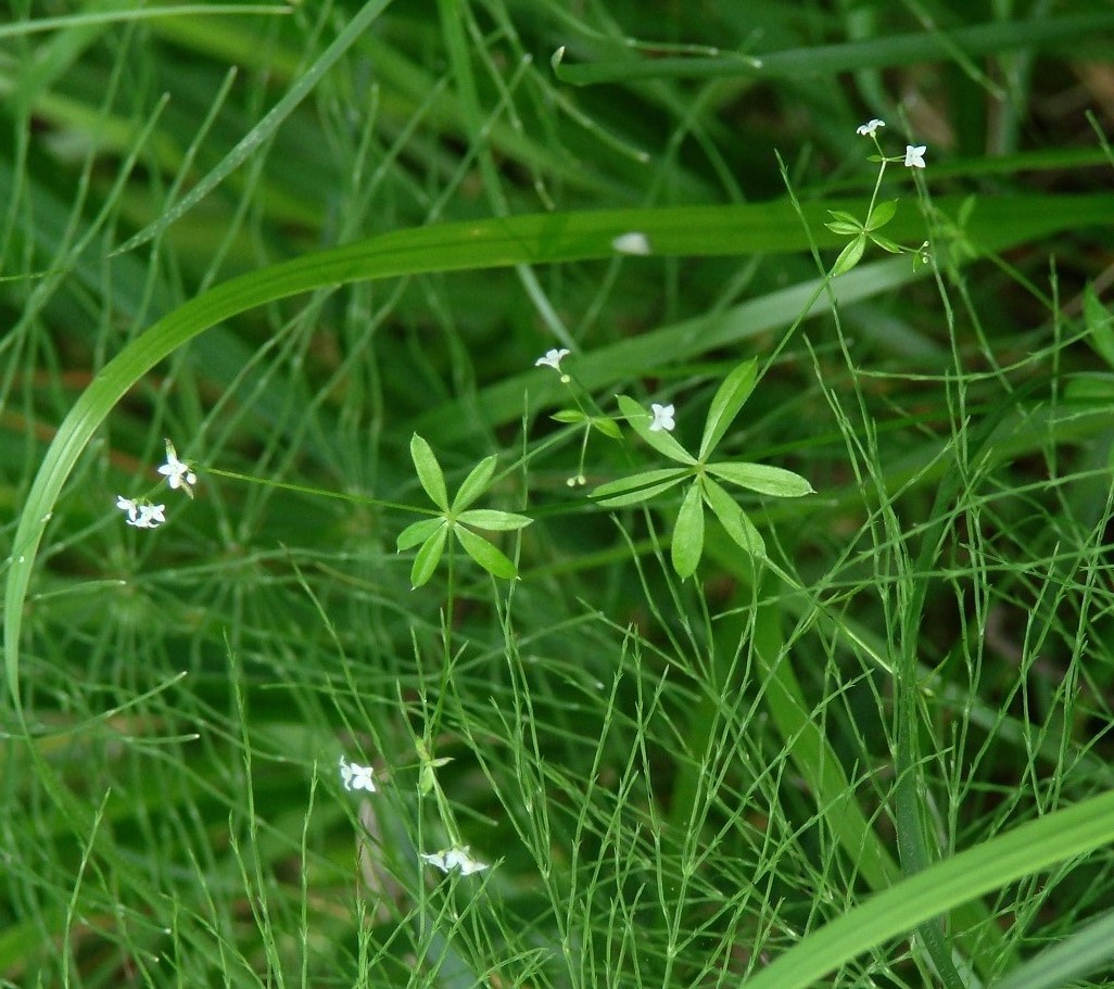 Изображение особи Galium uliginosum.