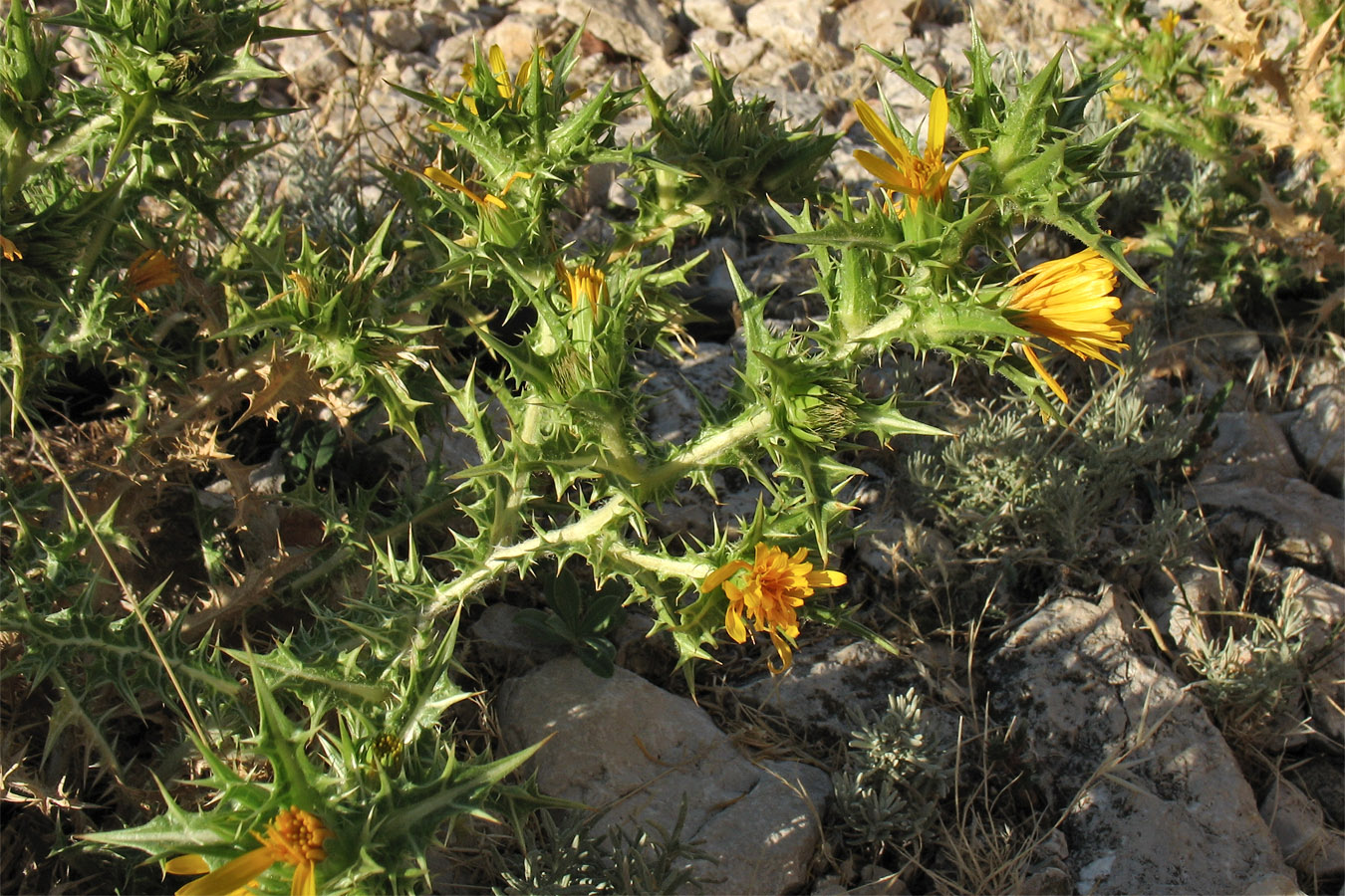 Изображение особи Scolymus hispanicus.