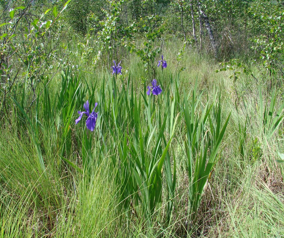 Image of Iris laevigata specimen.