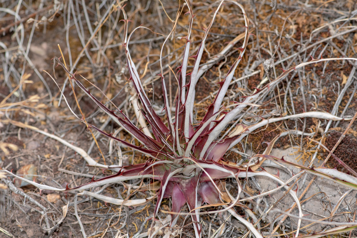 Изображение особи семейство Bromeliaceae.