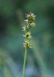 Carex muricata