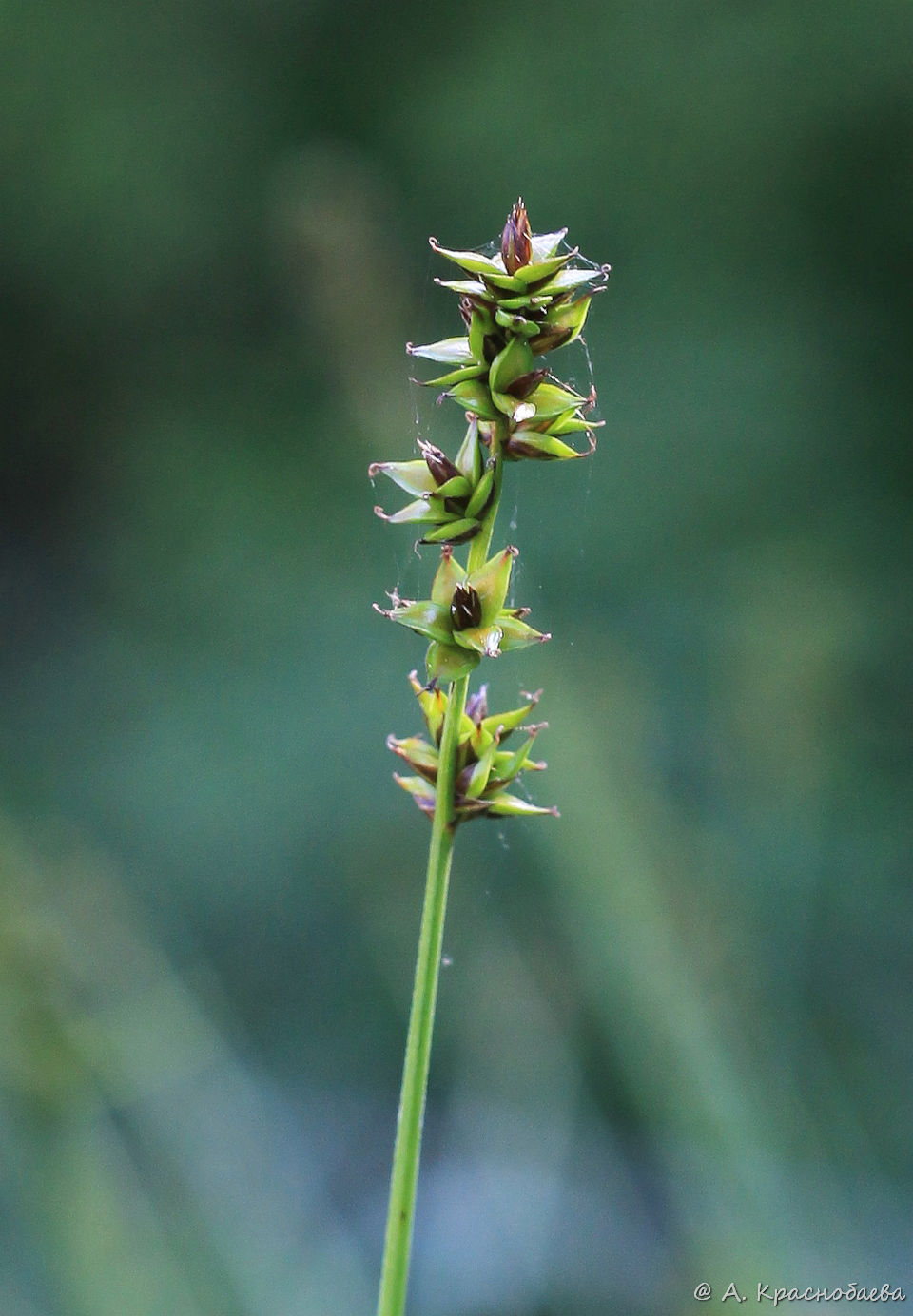 Изображение особи Carex muricata.