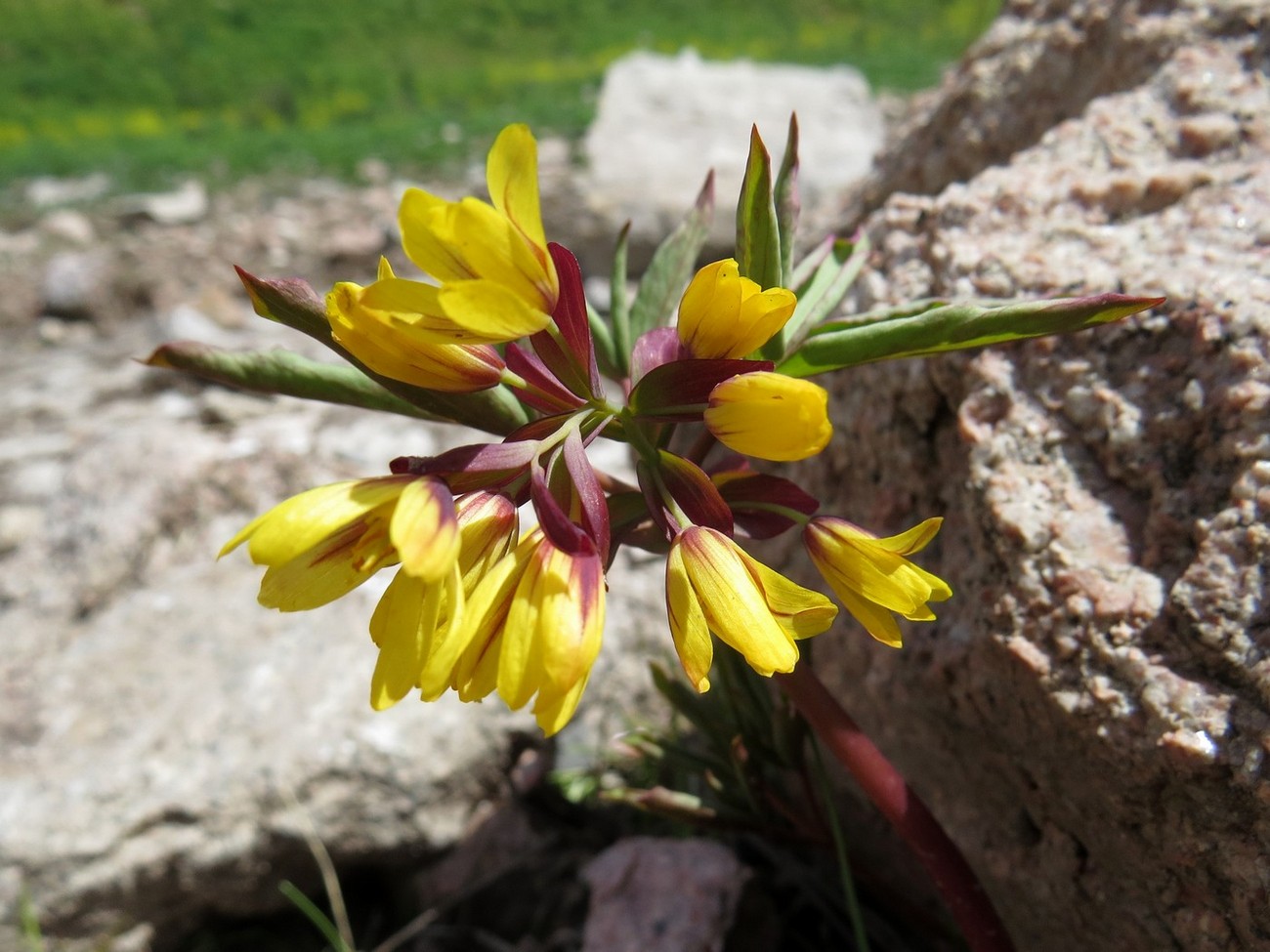 Image of Gymnospermium alberti specimen.