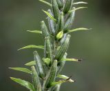 Oenothera rubricaulis. Часть соплодия. Московская обл., Раменский р-н, окр. дер. Хрипань, садовый участок. 21.10.2020.