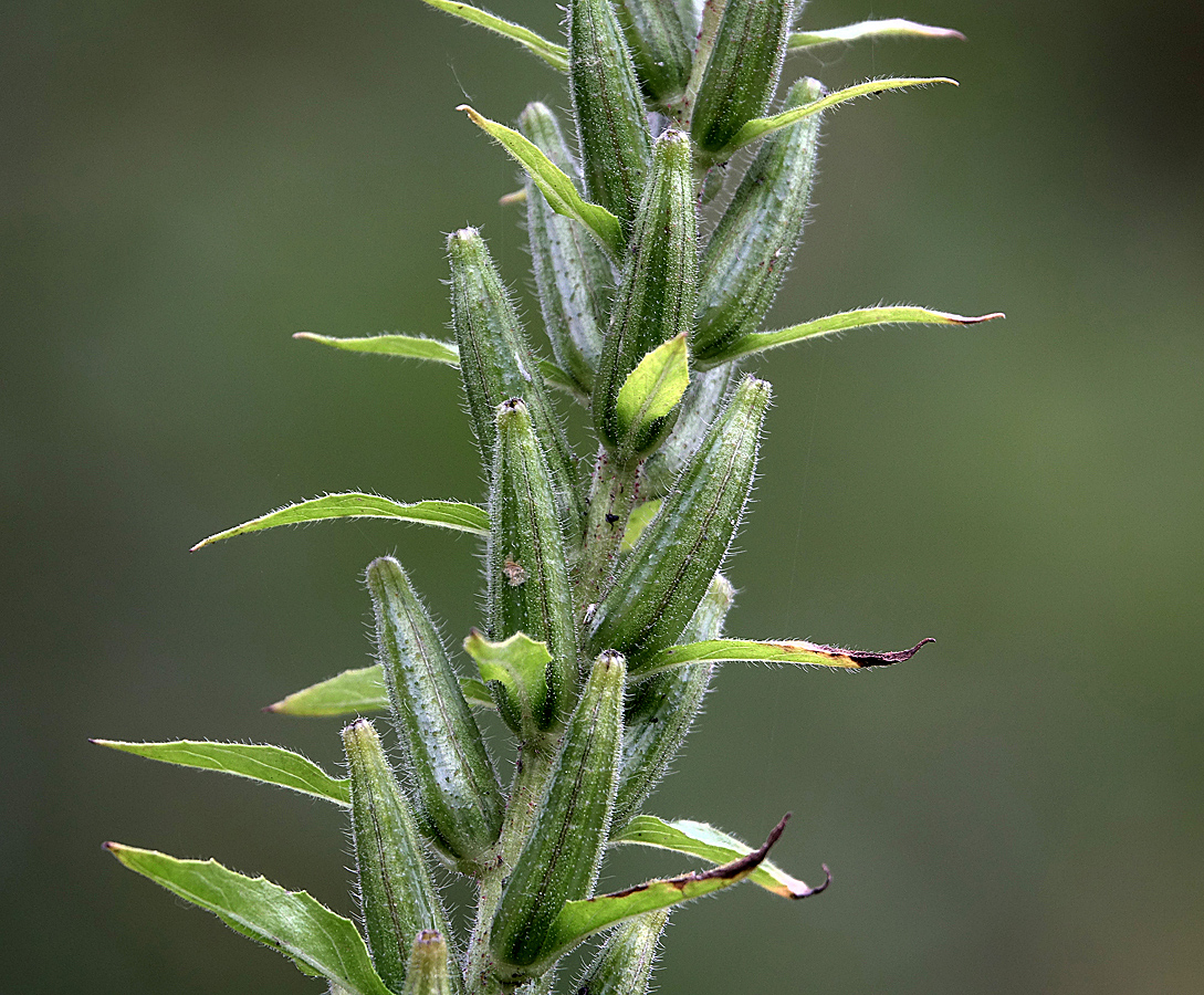 Image of Oenothera rubricaulis specimen.