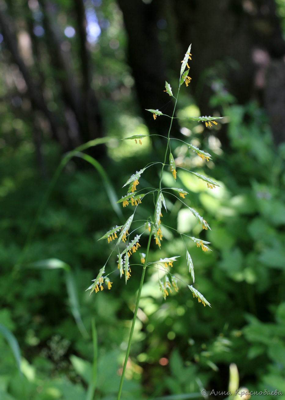 Изображение особи Bromopsis inermis.