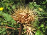 Hyoseris lucida