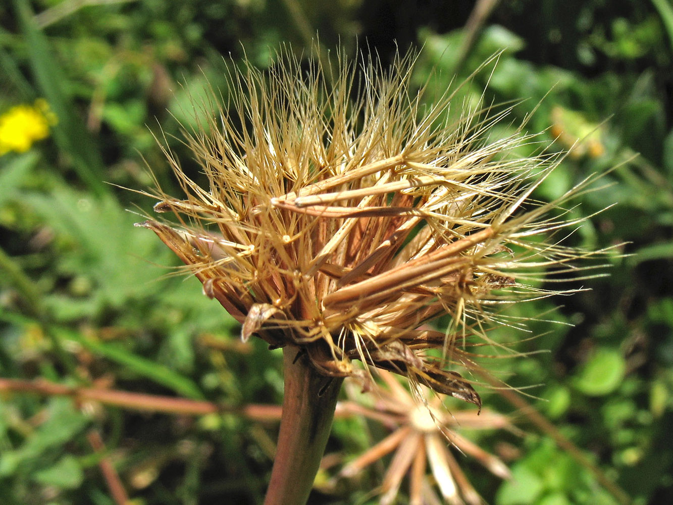 Image of Hyoseris lucida specimen.