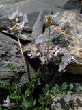 Astragalus pseudoaustralis