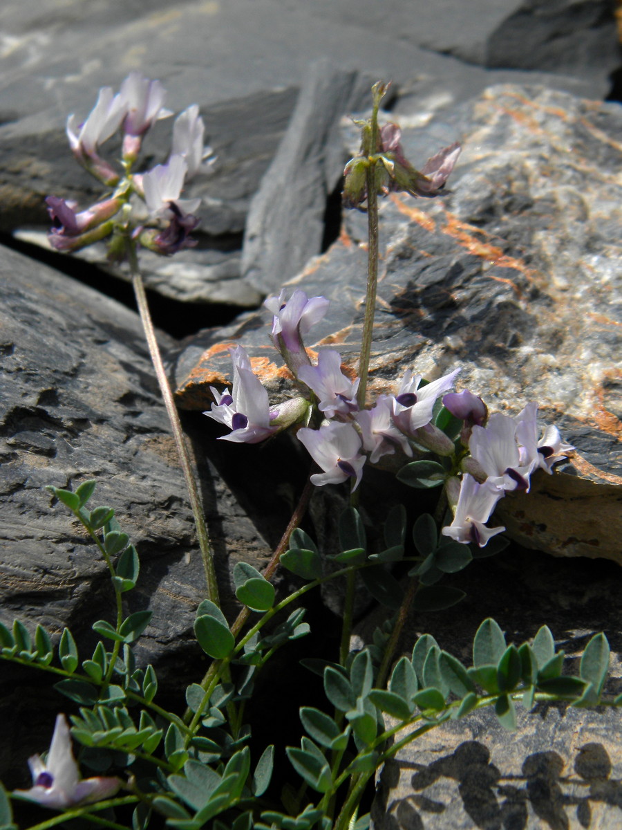 Изображение особи Astragalus pseudoaustralis.