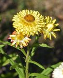 Xerochrysum bracteatum. Верхушка растения с соцветиями. Казахстан, Восточно-Казахстанская обл., окр. с. Ушановское; Западный Алтай, скл. Ульбинского хребта, сад. 09.09.2017.