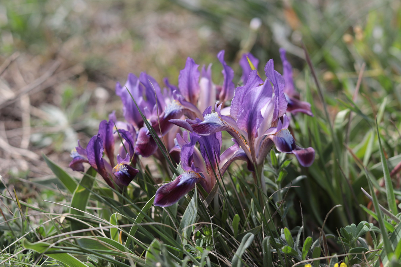 Image of Iris pumila specimen.