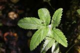 Comarum palustre