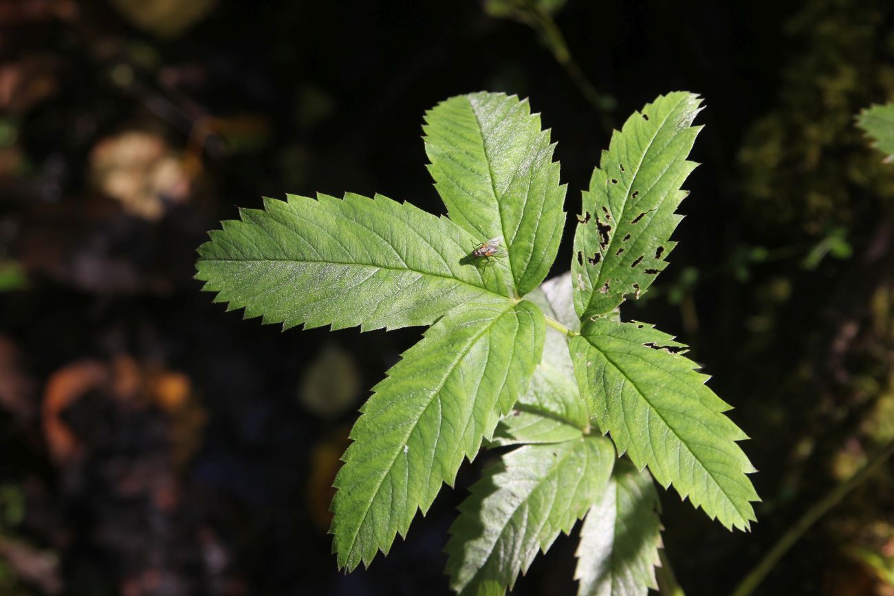 Image of Comarum palustre specimen.