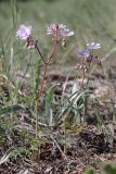 Geranium macrostylum. Цветущие растения. Крым, яйла близ вершины Ай-Петри. 27.05.2021.
