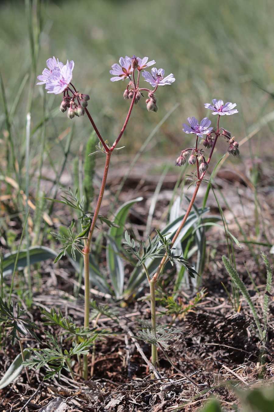 Изображение особи Geranium macrostylum.