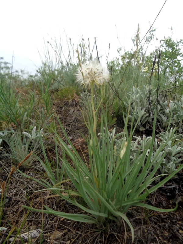 Изображение особи Scorzonera austriaca.