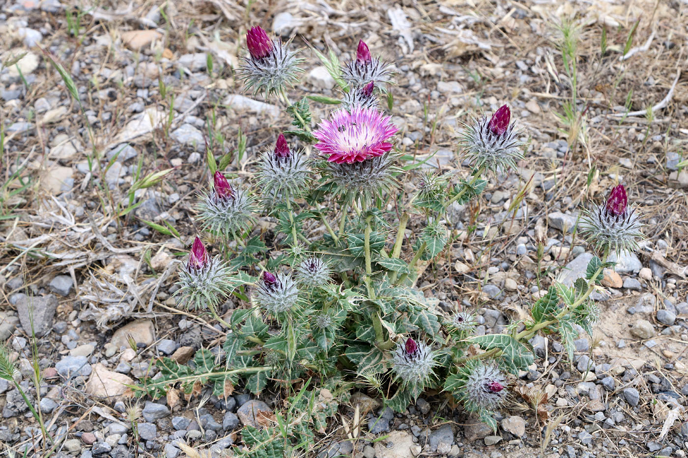 Изображение особи Cousinia rhodantha.