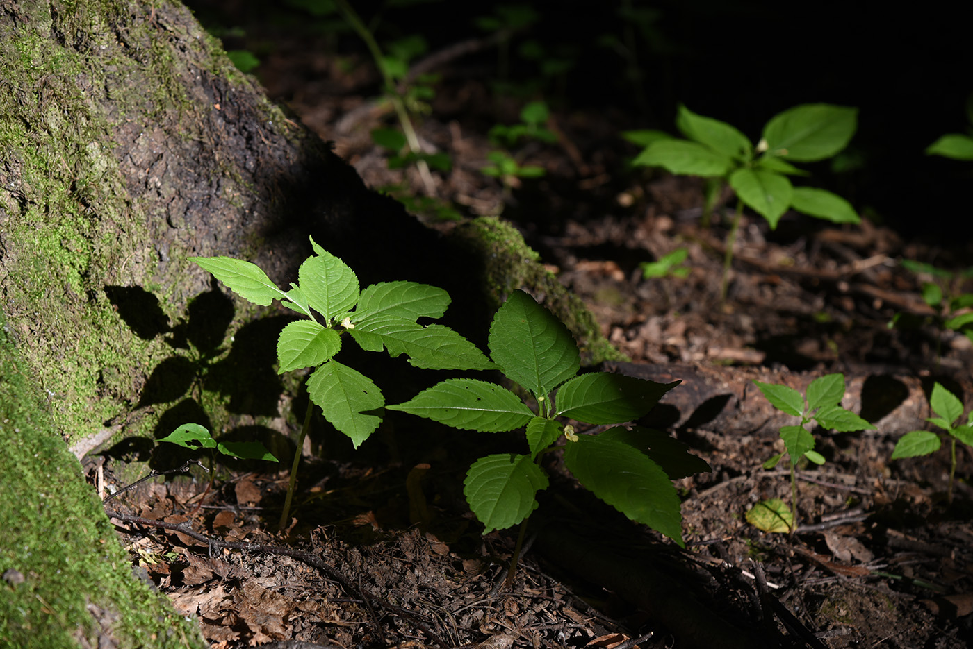 Image of Impatiens parviflora specimen.