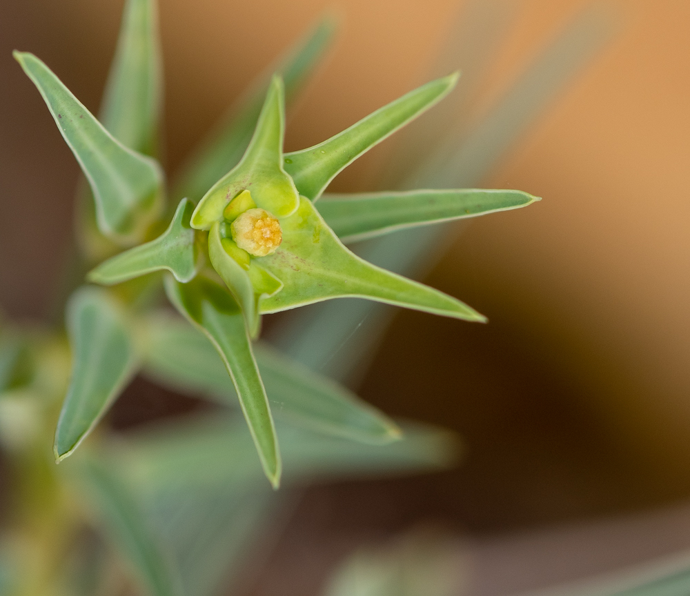 Изображение особи Euphorbia monteiroi.