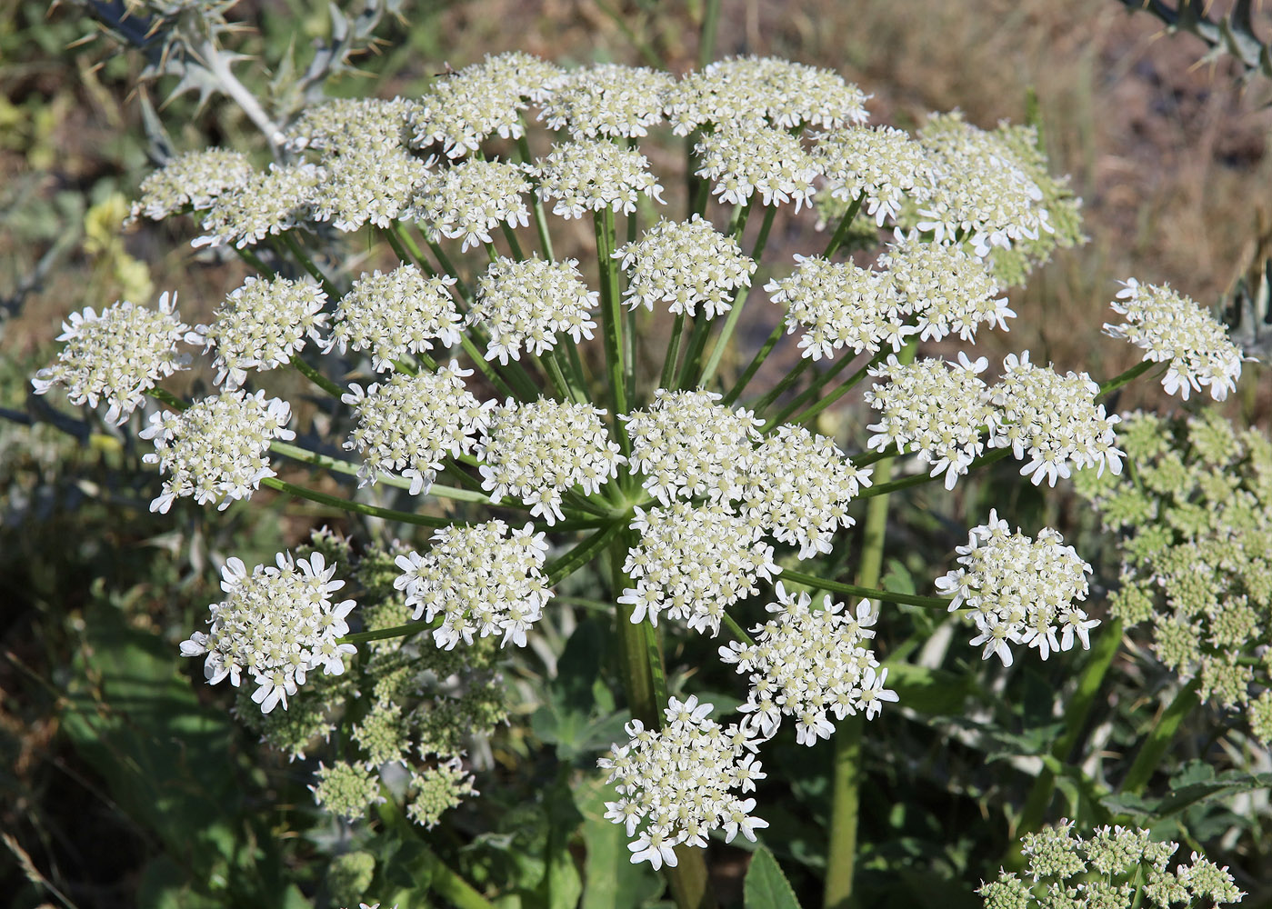 Image of Heracleum grandiflorum specimen.