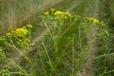 Senecio erucifolius