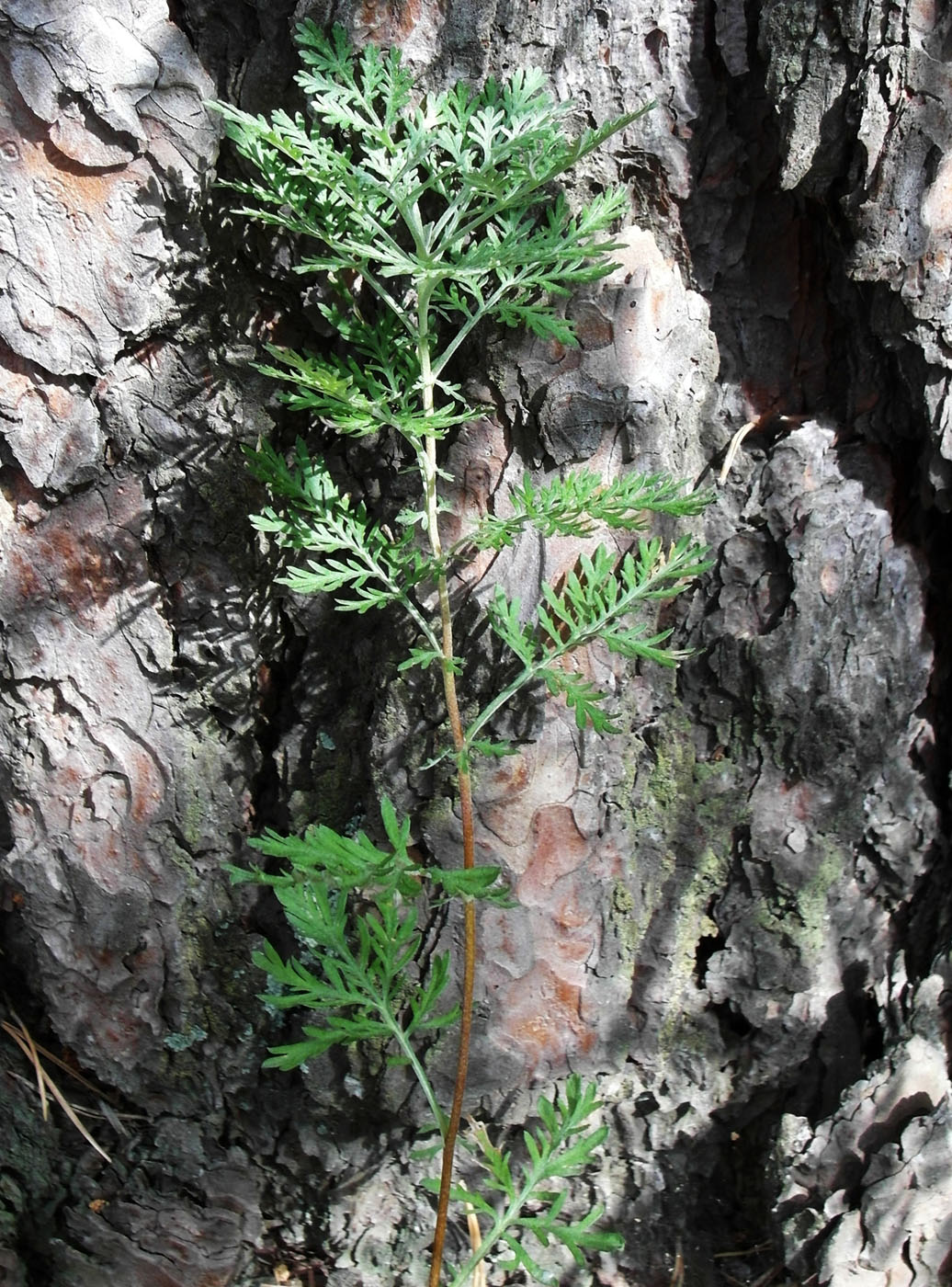 Изображение особи Artemisia gmelinii.