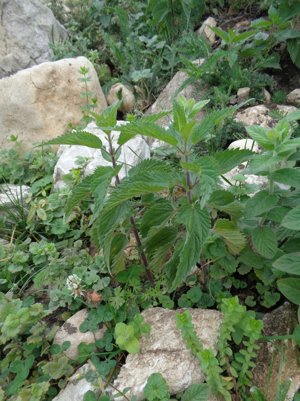 Image of Urtica dioica specimen.